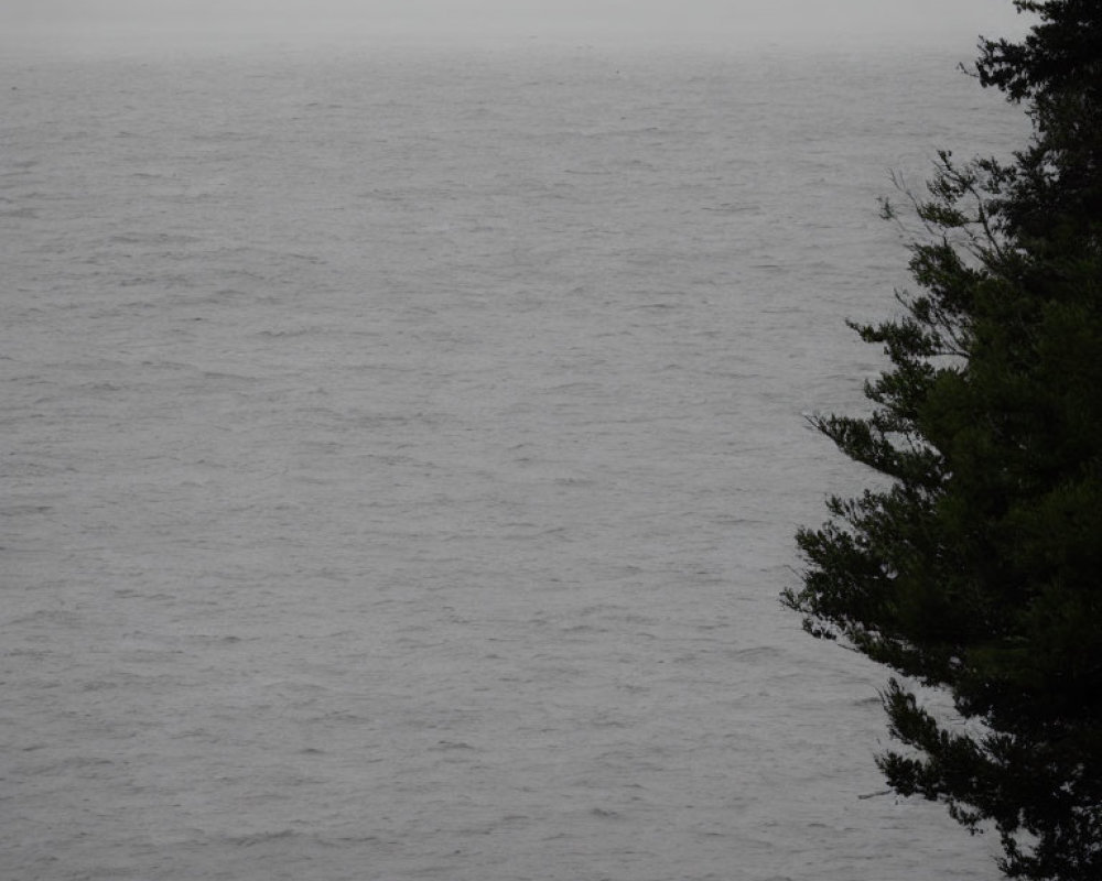 Calm Sea with Overcast Sky and Pine Tree