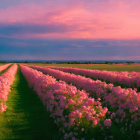 Vibrant pink flowers in field under dramatic sunset sky