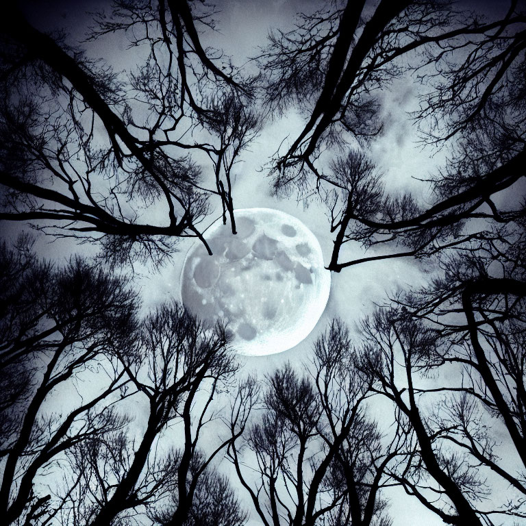 Mystical full moon shining through bare tree branches