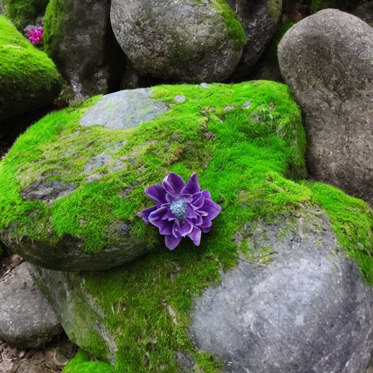 Moss-Covered Rocks with Purple Flower
