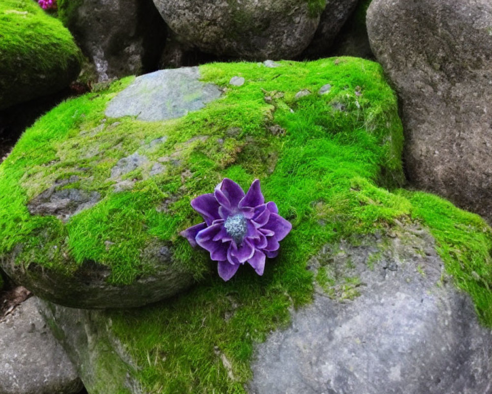 Moss-Covered Rocks with Purple Flower