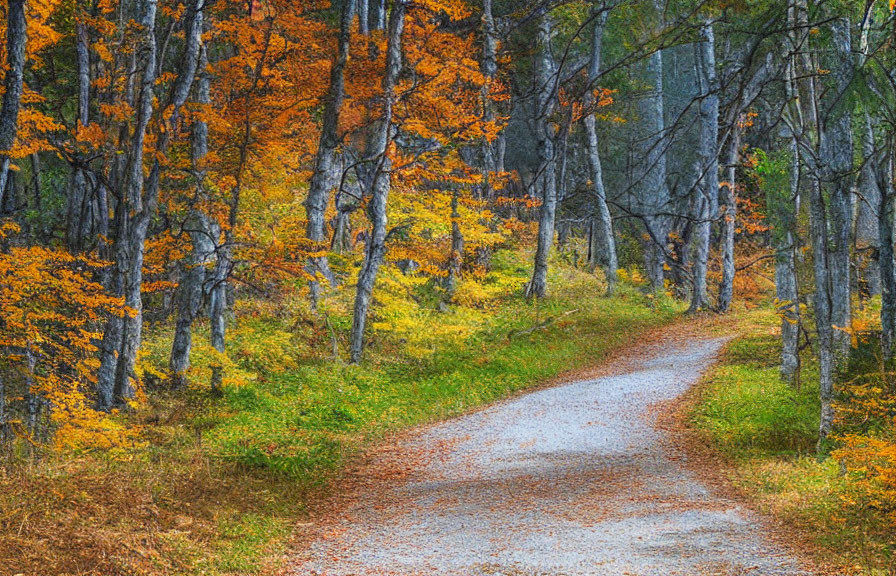 Scenic autumn forest with winding gravel path