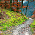 Scenic autumn forest with winding gravel path