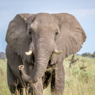 Colorful Decorated Elephant Against Cloudy Sky and Golden Landscape