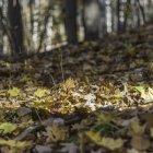 Majestic surreal forest with twisted trees and golden ground