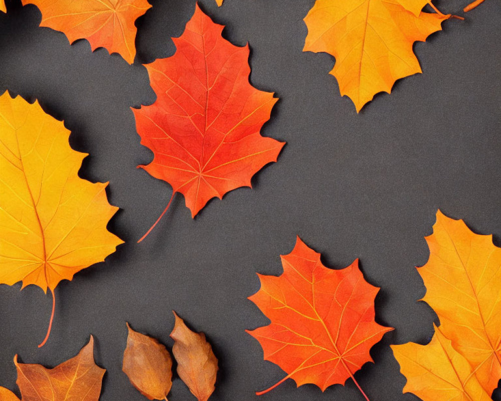 Red and Orange Autumn Leaves on Dark Background: Vibrant Colors and Shapes