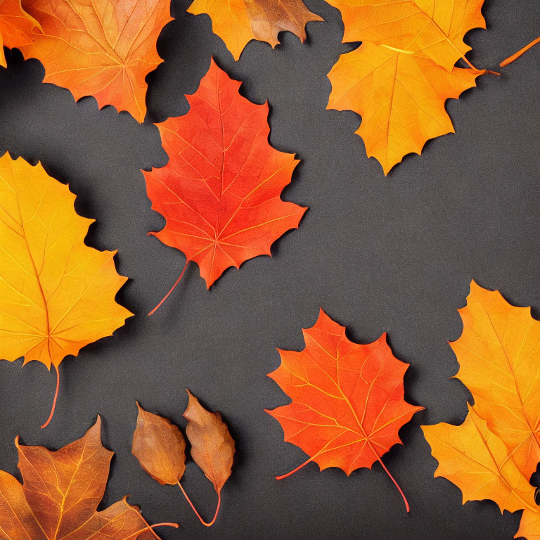 Red and Orange Autumn Leaves on Dark Background: Vibrant Colors and Shapes