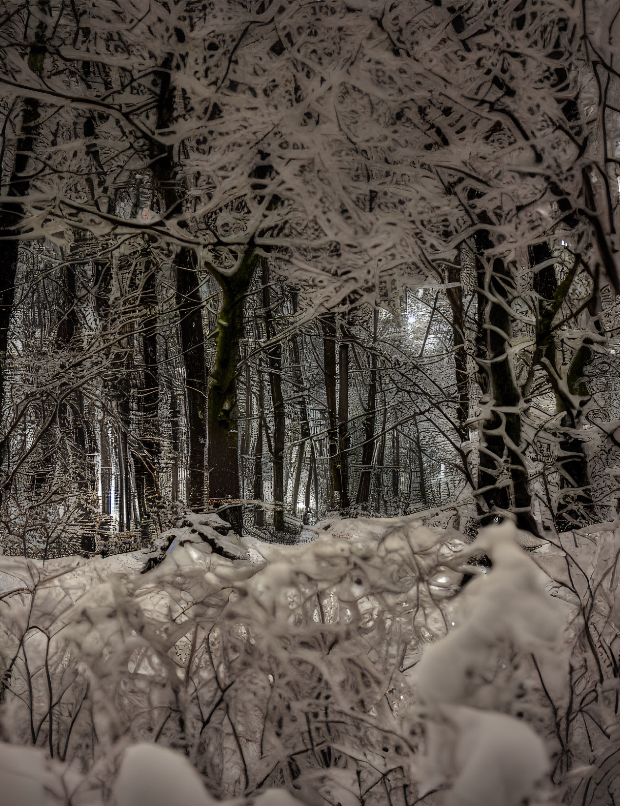 Snow-covered trees in nighttime winter scene with distant light