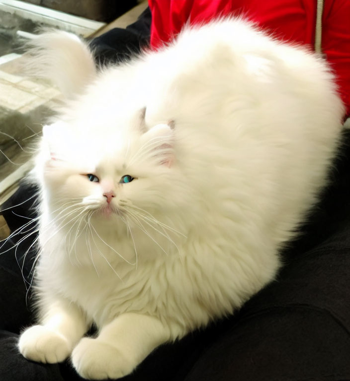 Fluffy White Cat with Bright Blue Eyes on Lap