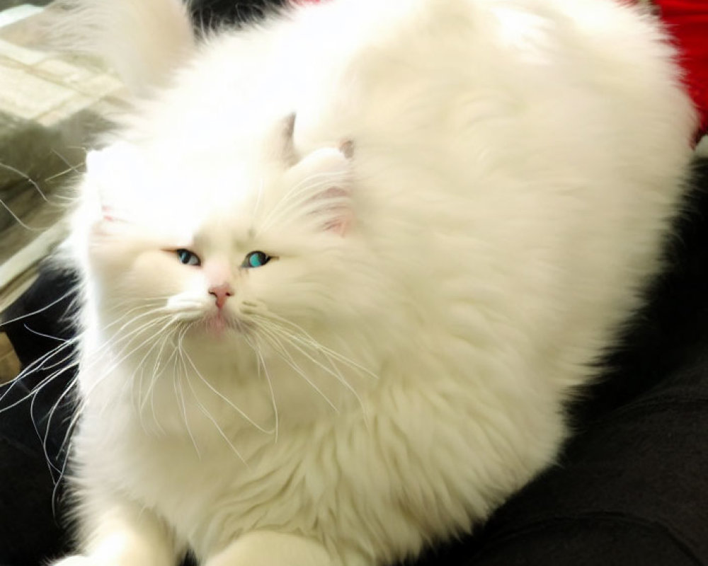 Fluffy White Cat with Bright Blue Eyes on Lap