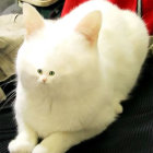 Fluffy White Cat with Bright Blue Eyes on Lap