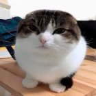 White-Brown Cat with Green Eyes Sitting Indoors