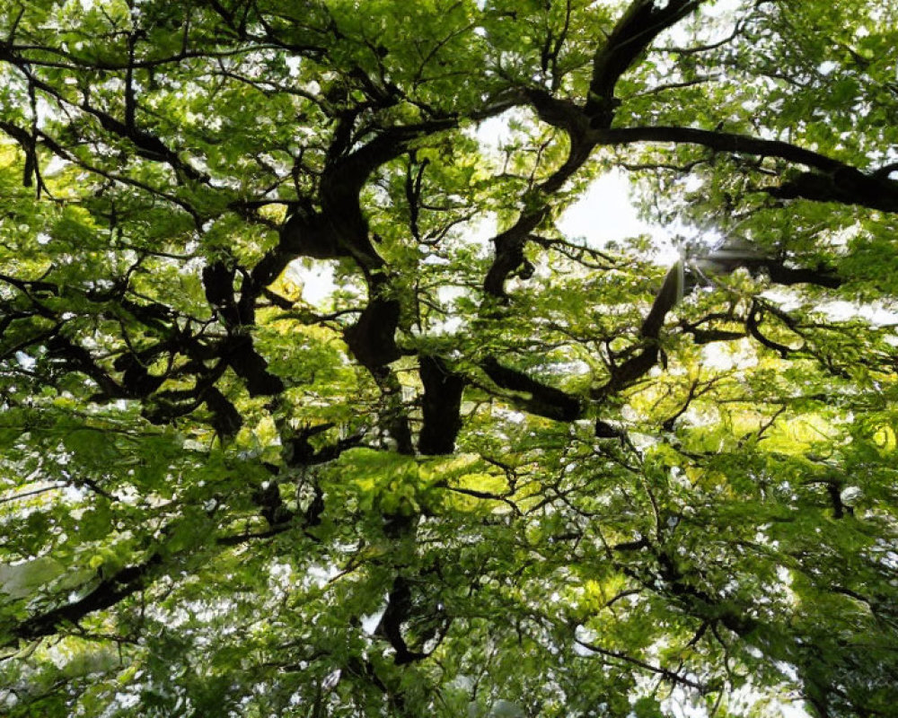 Lush Green Canopy of Expansive Tree with Intricate Branches