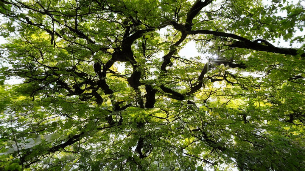 Lush Green Canopy of Expansive Tree with Intricate Branches