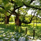 Lush Green Canopy of Expansive Tree with Intricate Branches