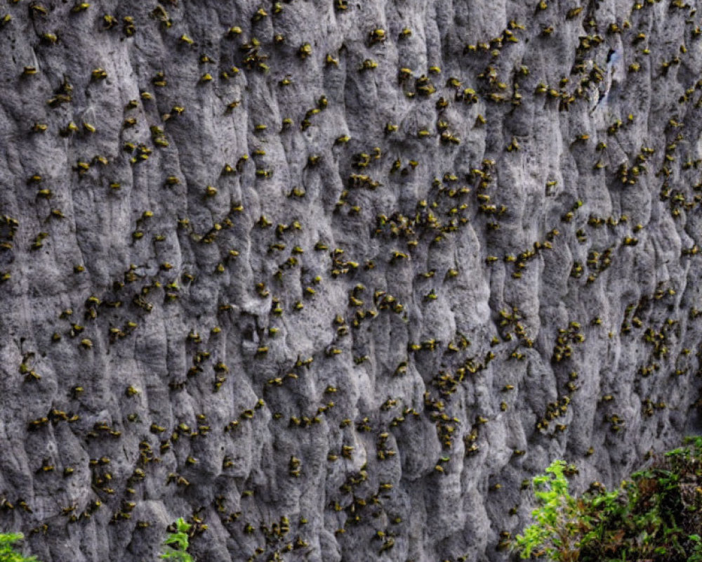 Rocky Cliff Covered in Small Plants Against Gray Stone and Lush Greenery