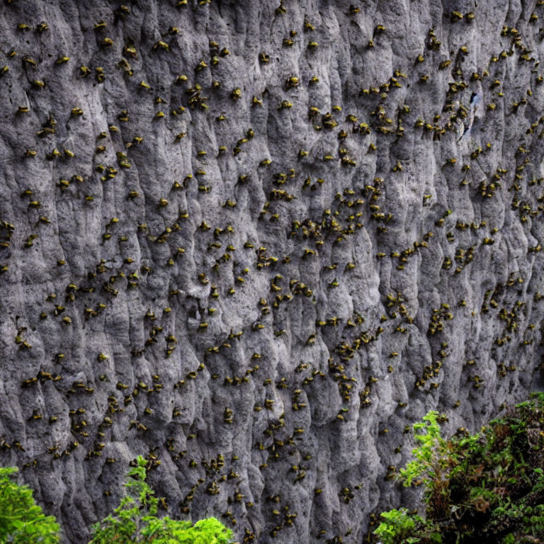 Rocky Cliff Covered in Small Plants Against Gray Stone and Lush Greenery