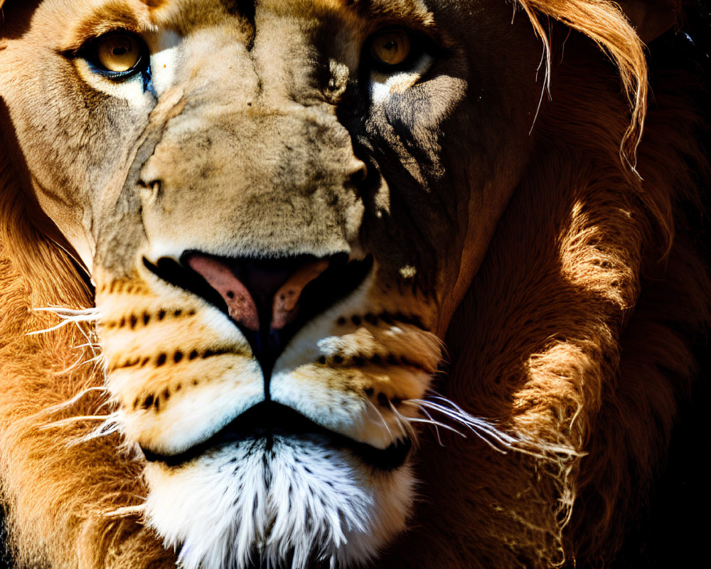 Detailed Close-Up of Lion's Face with Intense Eyes and Thick Mane