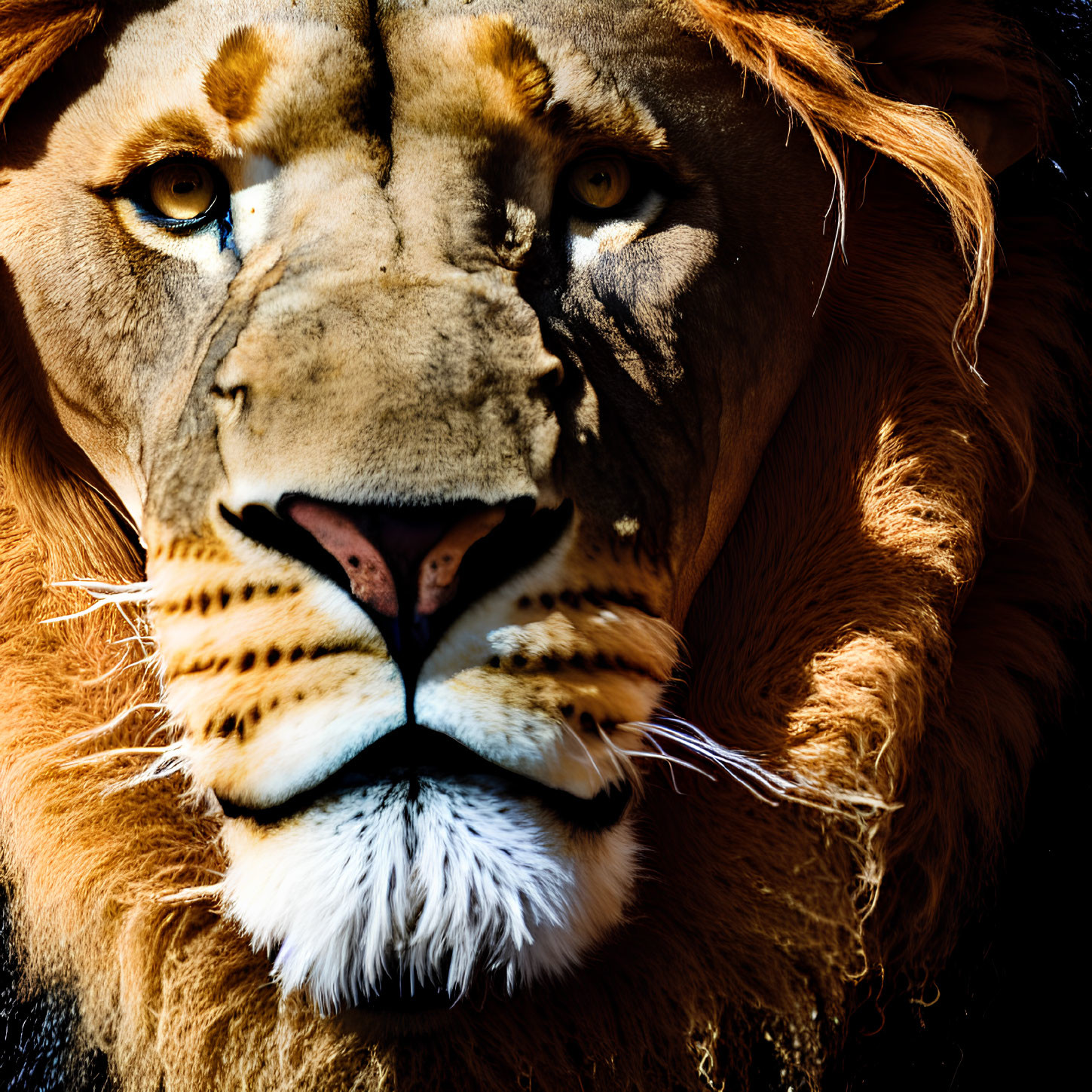 Detailed Close-Up of Lion's Face with Intense Eyes and Thick Mane