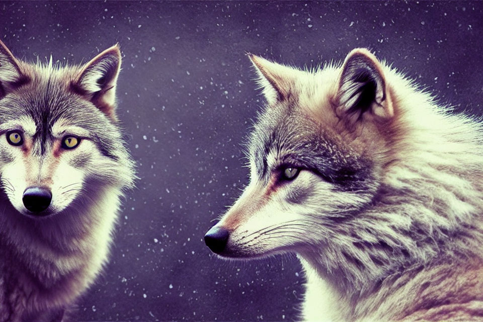 Two wolves in starry night sky: one facing forward, the other in profile