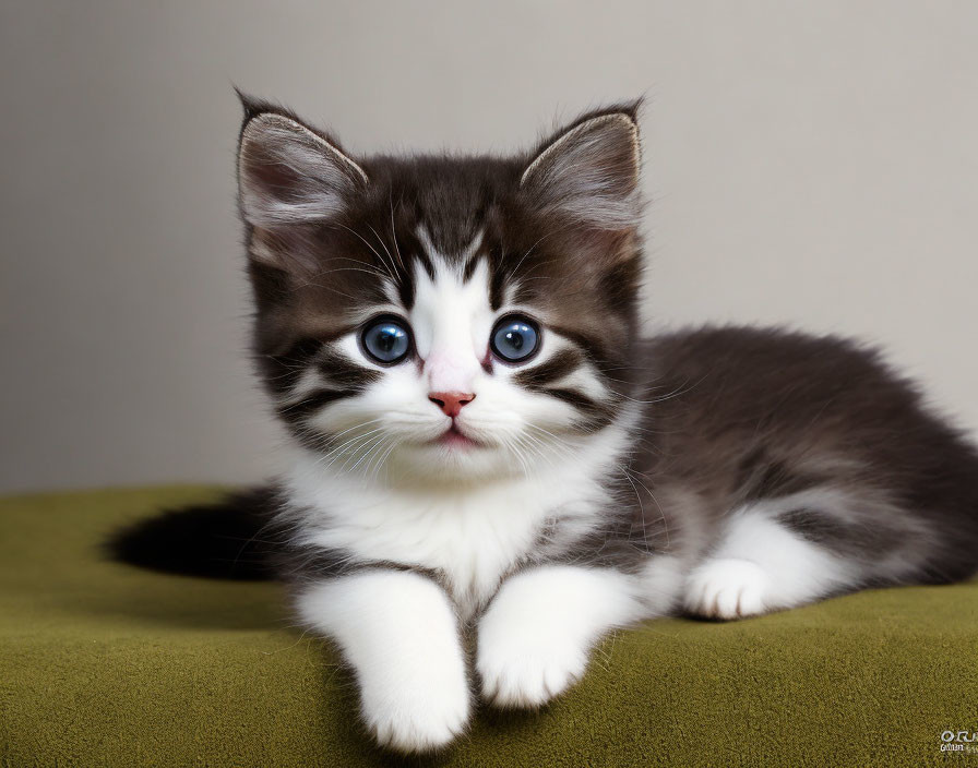 Brown and White Kitten with Blue Eyes and Facial Markings on Green Surface