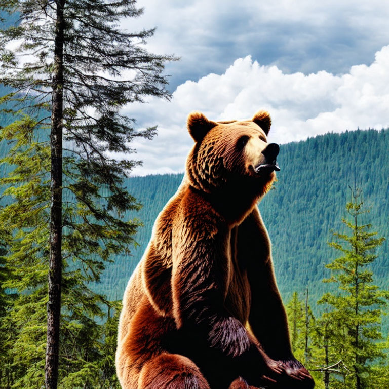 Brown bear sitting in front of pine trees and mountains under blue sky.