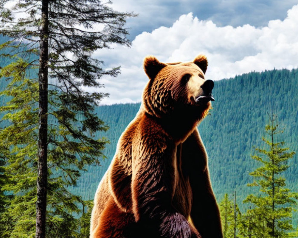 Brown bear sitting in front of pine trees and mountains under blue sky.