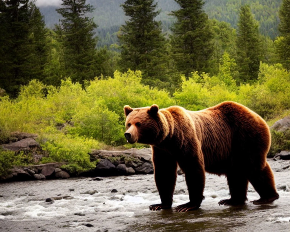 Brown Bear Standing in River Surrounded by Green Trees and Misty Hills