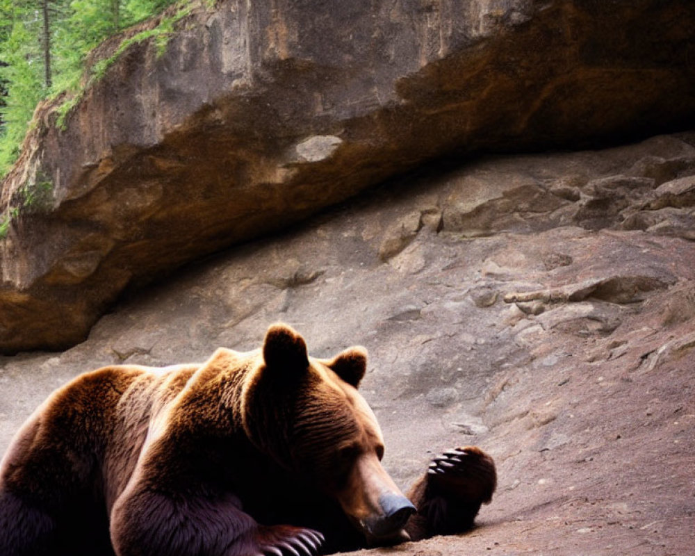 Brown bear resting against rock in forested area