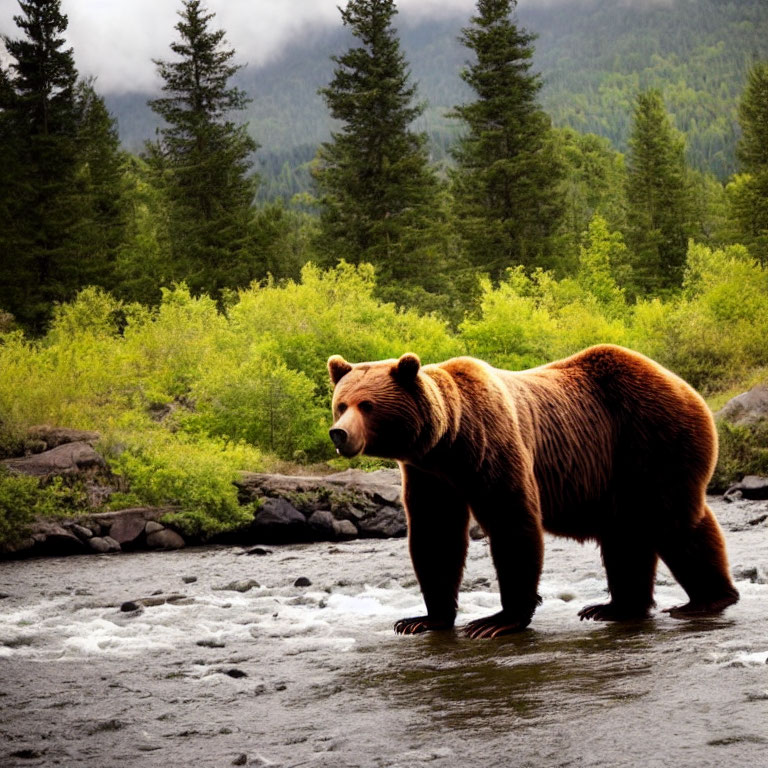 Brown Bear Standing in River Surrounded by Green Trees and Misty Hills