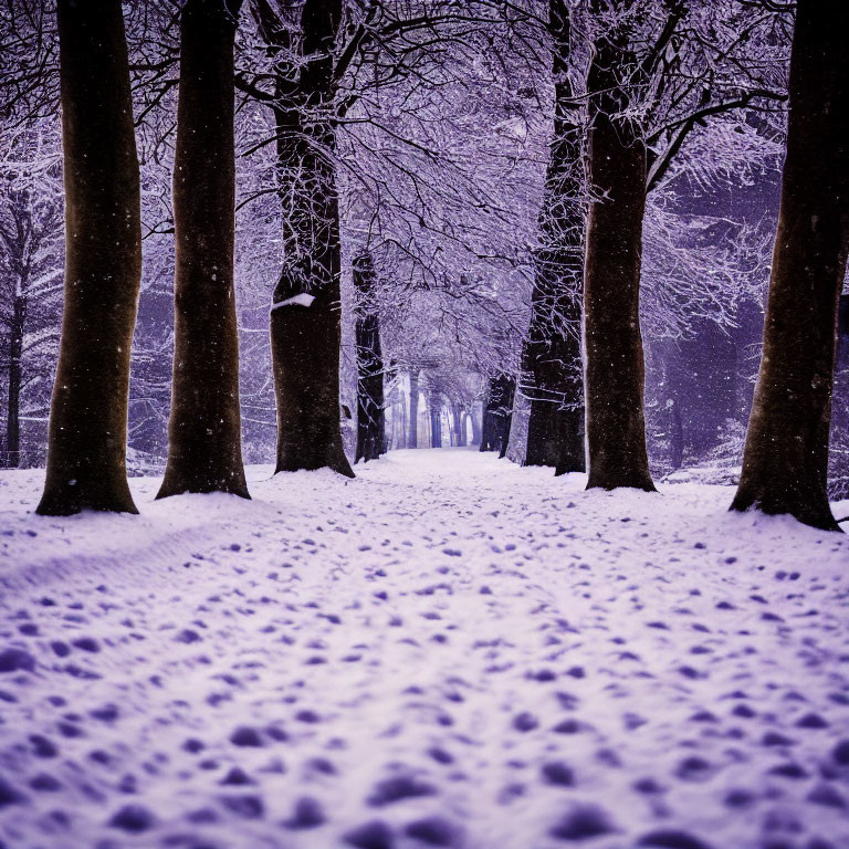 Snow-covered path with tall bare trees in tranquil winter scene