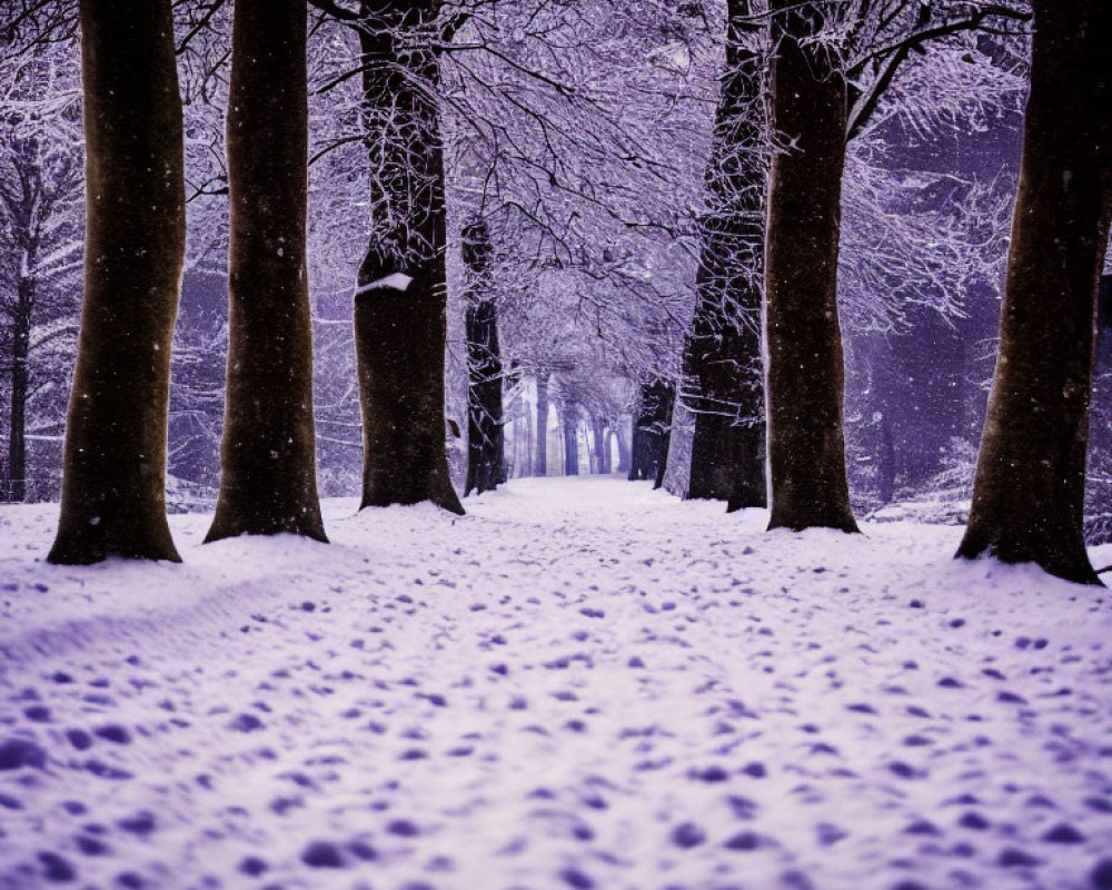 Snow-covered path with tall bare trees in tranquil winter scene