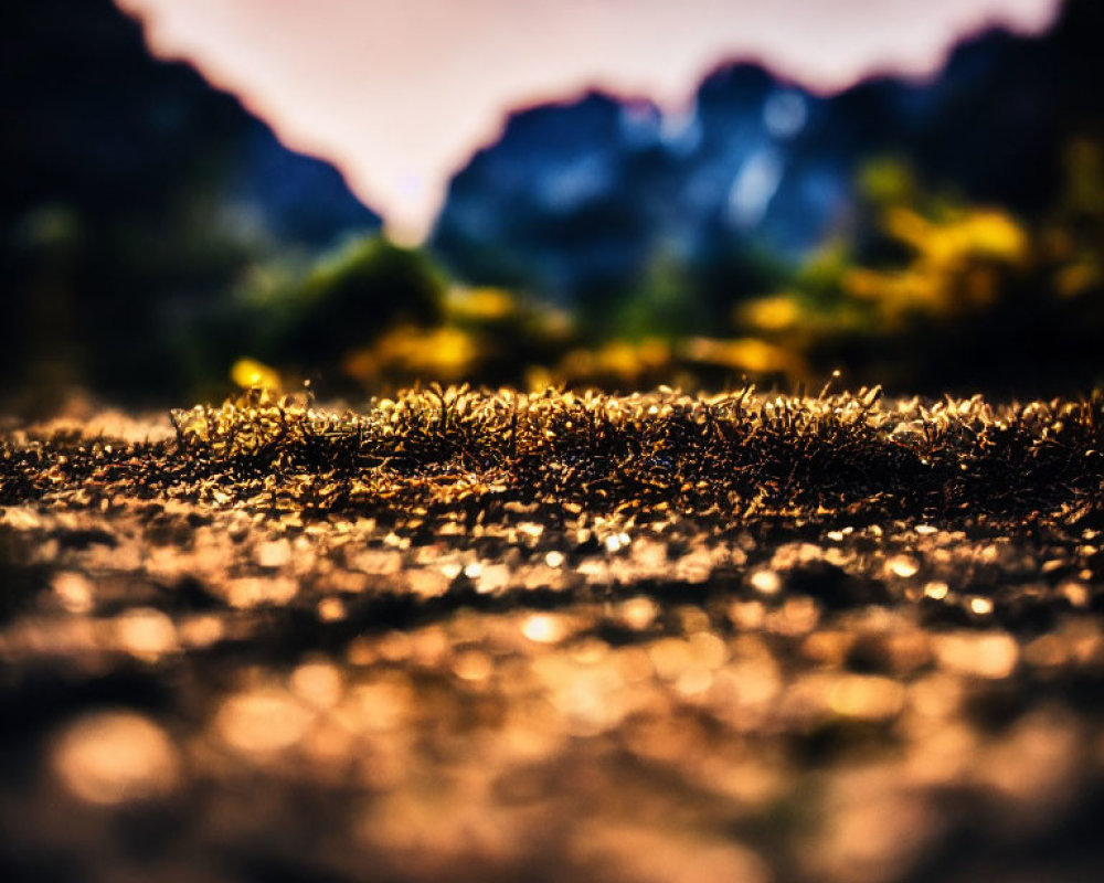 Detailed Close-up: Textured Ground, Small Plants, Golden Sunset, Blurred Mountains