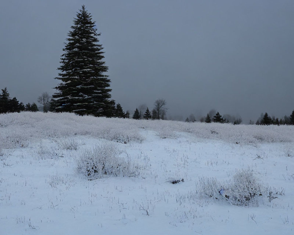 Snowy landscape with towering evergreen tree in cloudy sky