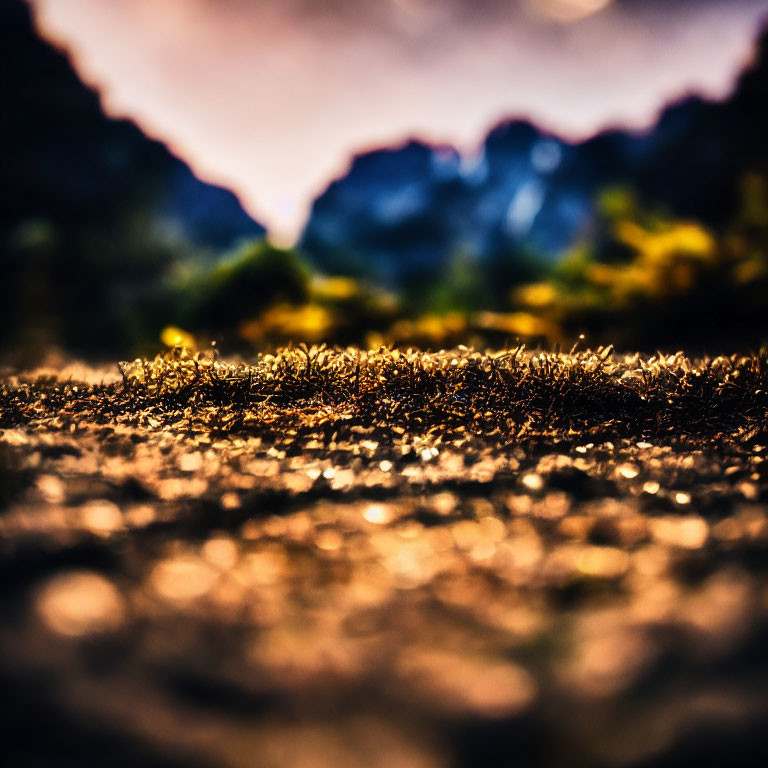 Detailed Close-up: Textured Ground, Small Plants, Golden Sunset, Blurred Mountains