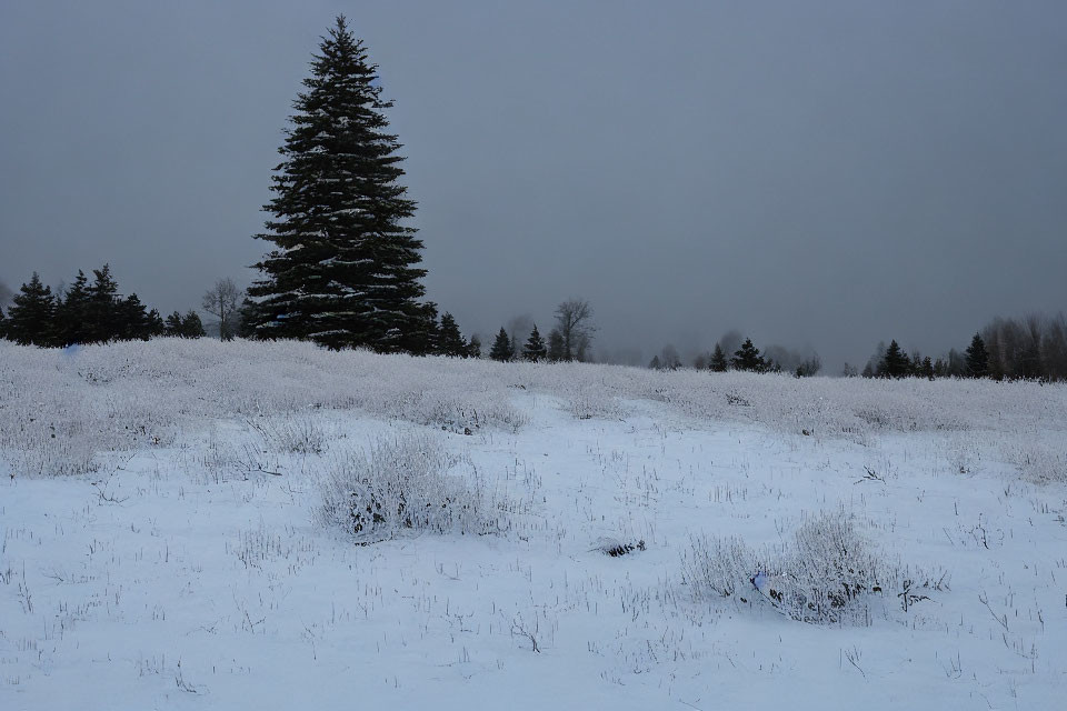 Snowy landscape with towering evergreen tree in cloudy sky