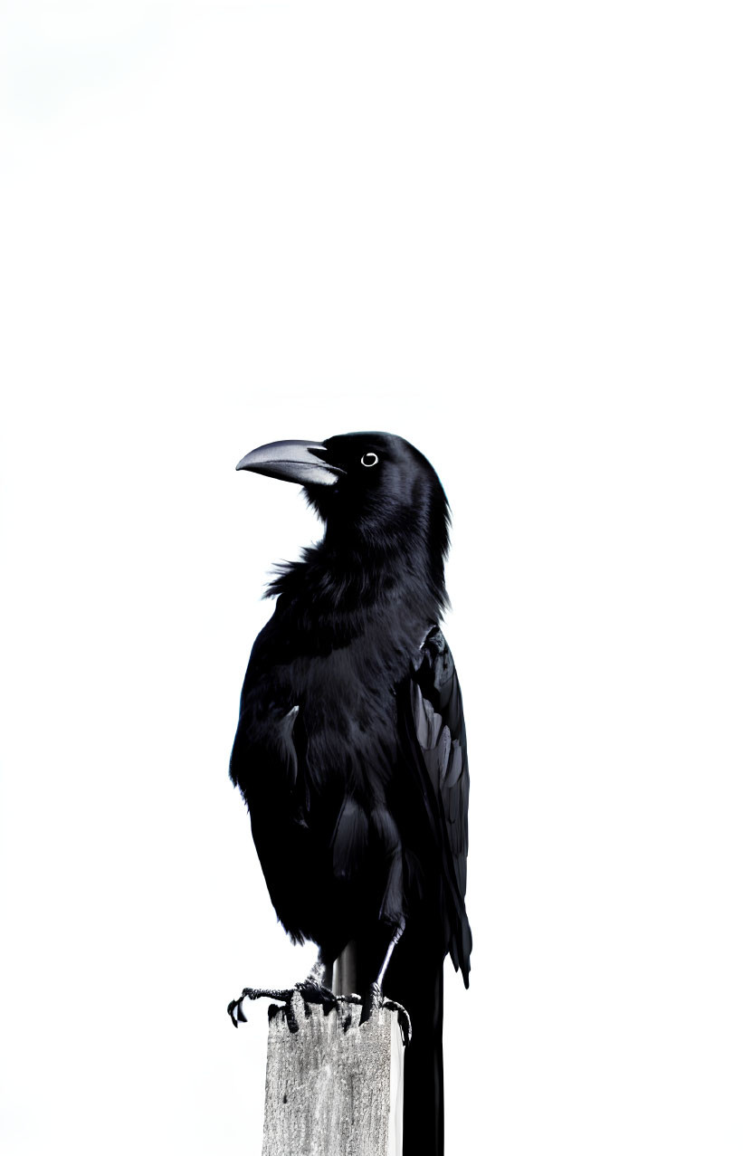 Solitary raven perched on post against stark white background