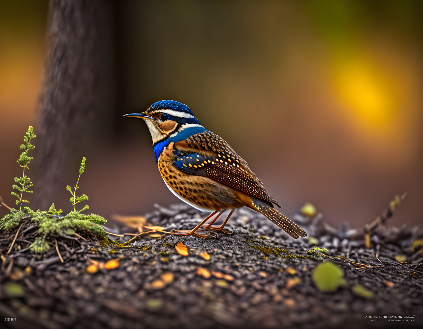 Colorful thrush bird in autumn forest setting