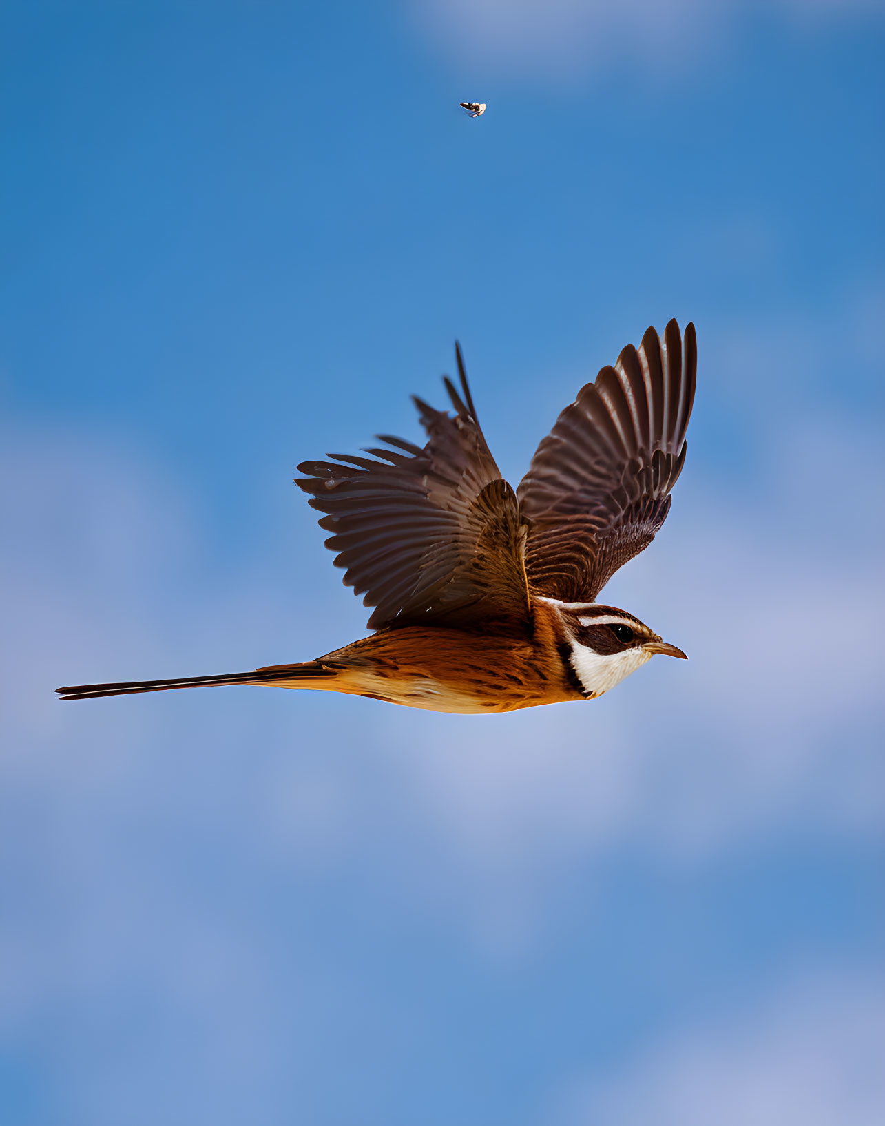 Orange and Brown Bird Flying with Open Wings in Blue Sky