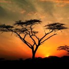 Solitary tree silhouette against orange dusk sky with birds and buildings.