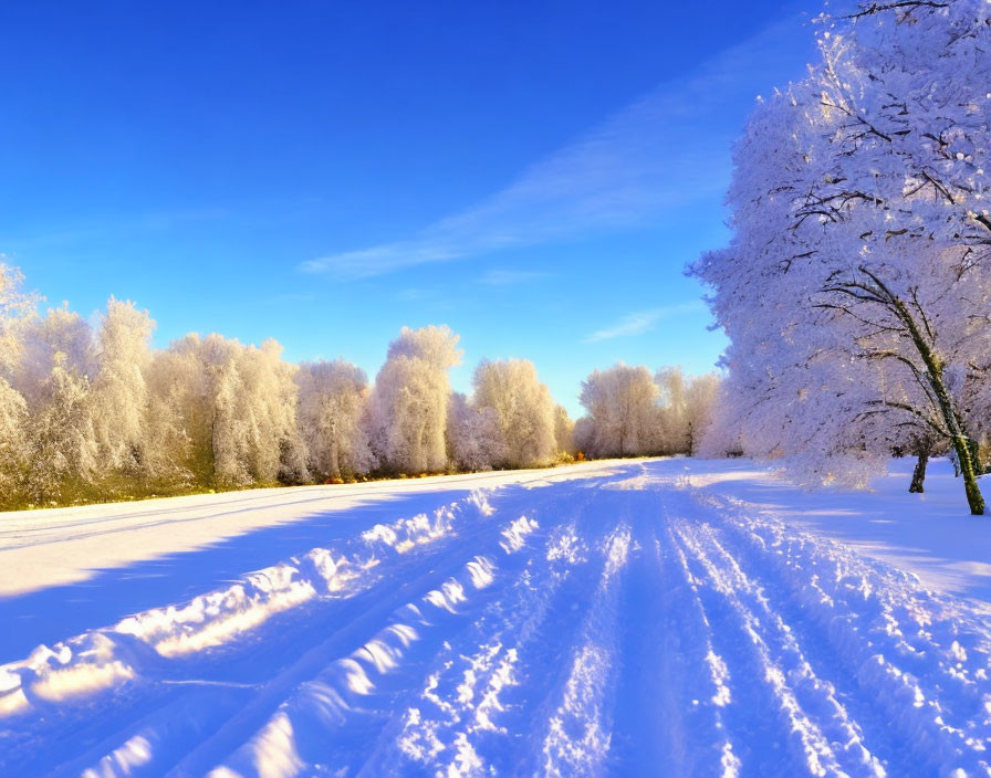 Snowy Landscape with Frost-Covered Trees and Sunlight Shadows