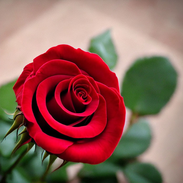 Vibrant red rose with layered petals on green leaves background