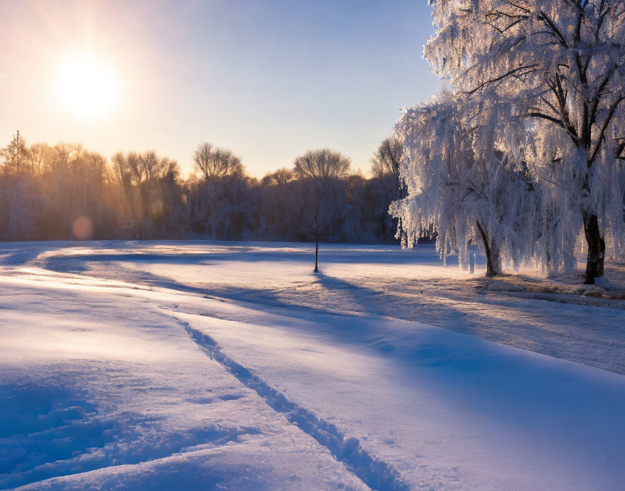 Frost-covered trees and footprints in snow under warm sun