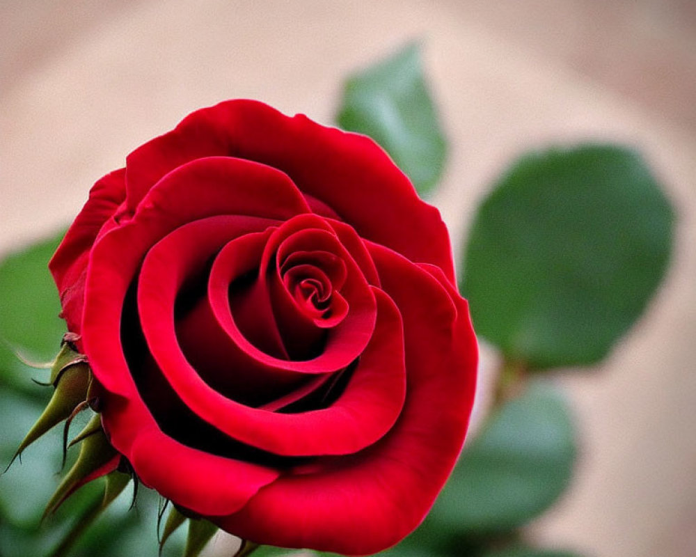 Vibrant red rose with layered petals on green leaves background