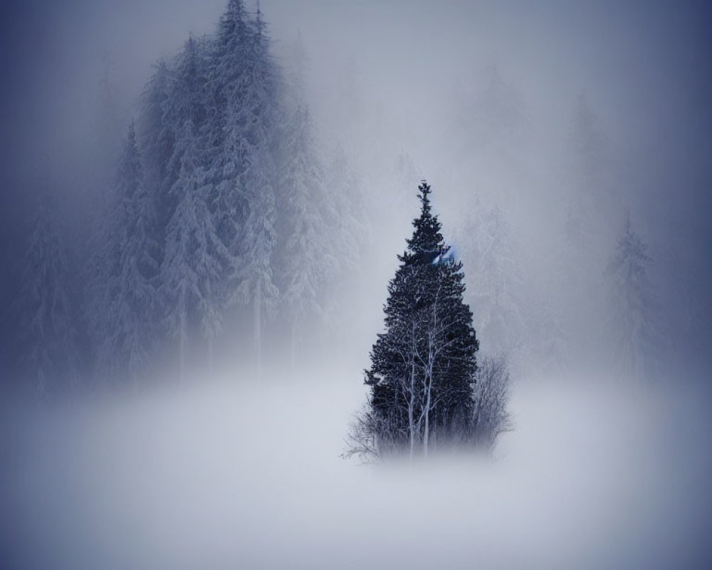 Solitary evergreen in frosty fog with snow-laden tree silhouettes