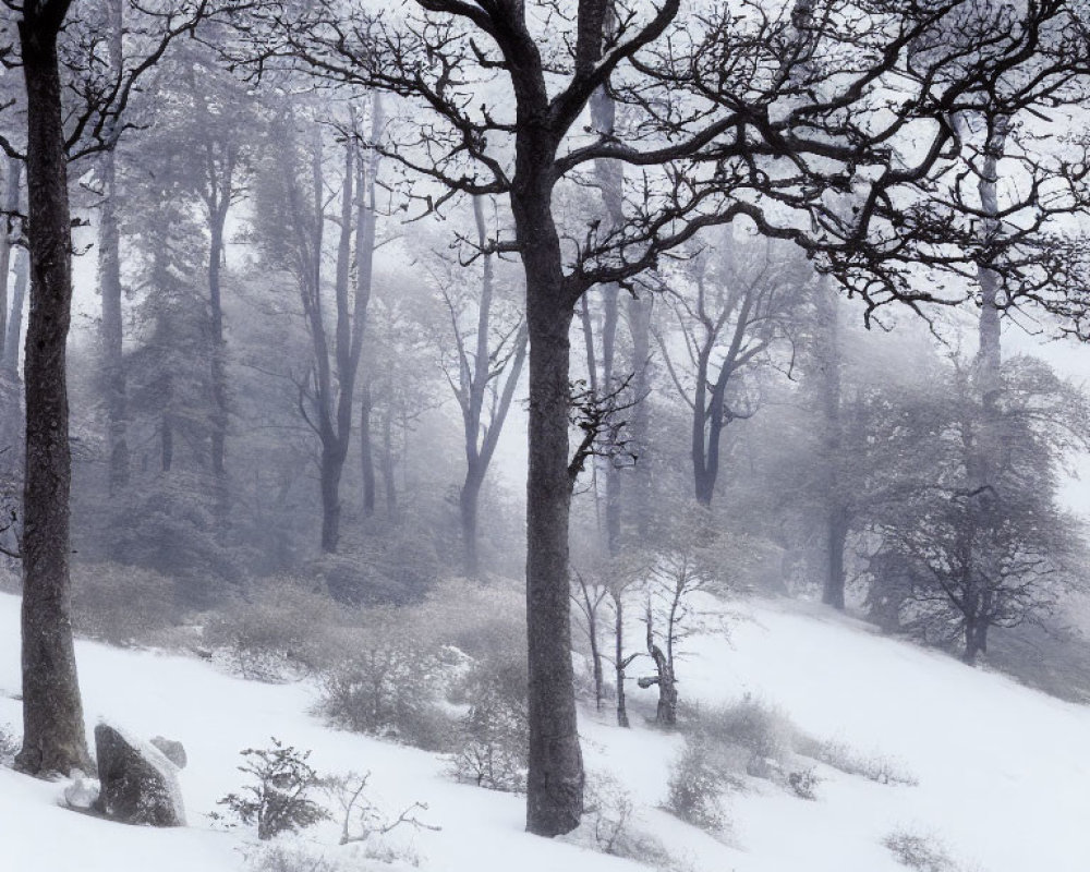 Bare trees and snow-covered ground in serene winter scene