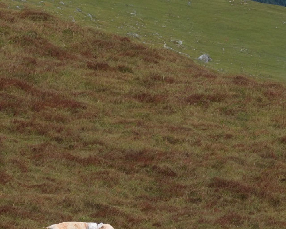 Dog walking on grassy hillside with forest backdrop