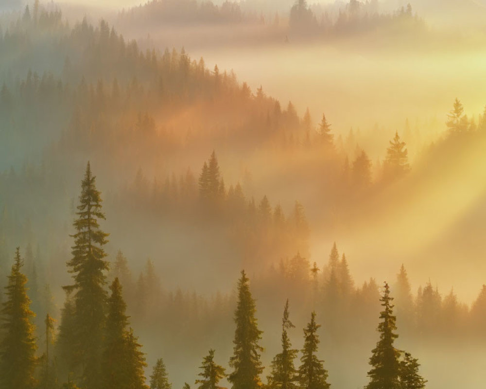 Misty forest at sunrise with golden light filtering through pine trees