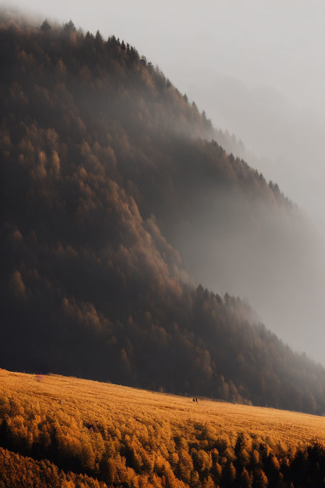 Serene meadow in golden sunlight near misty forest hill