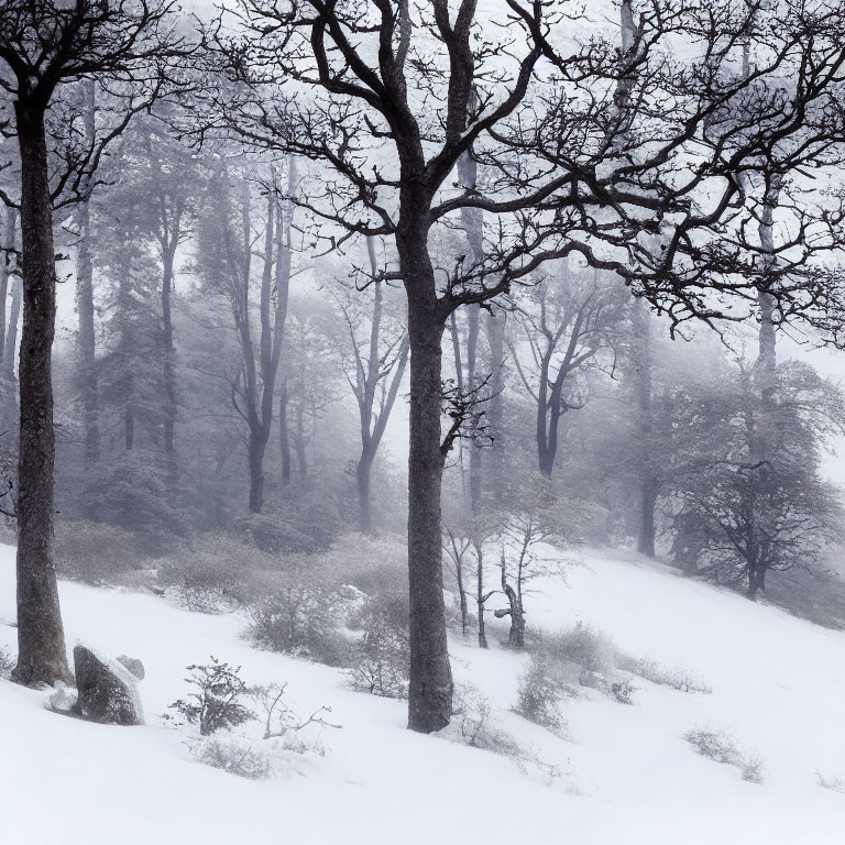 Bare trees and snow-covered ground in serene winter scene